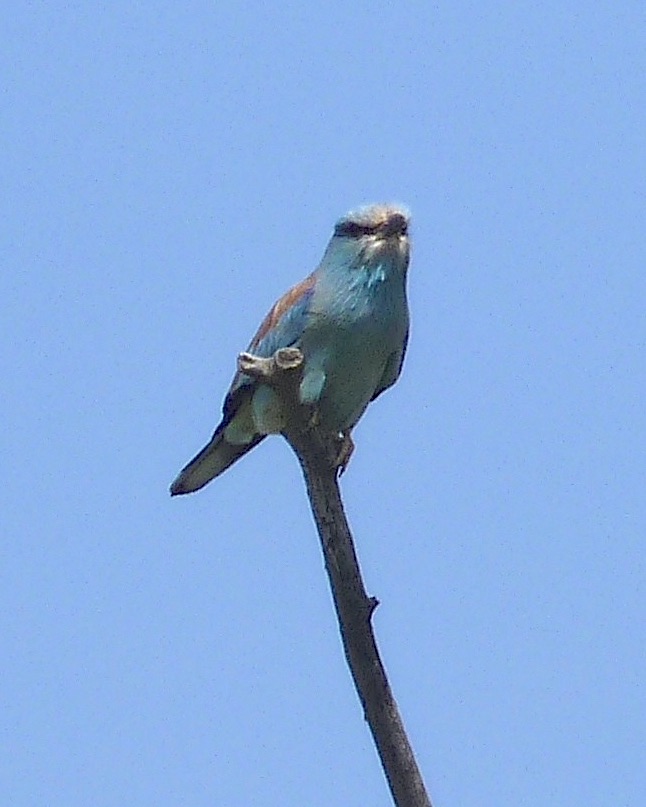 roller